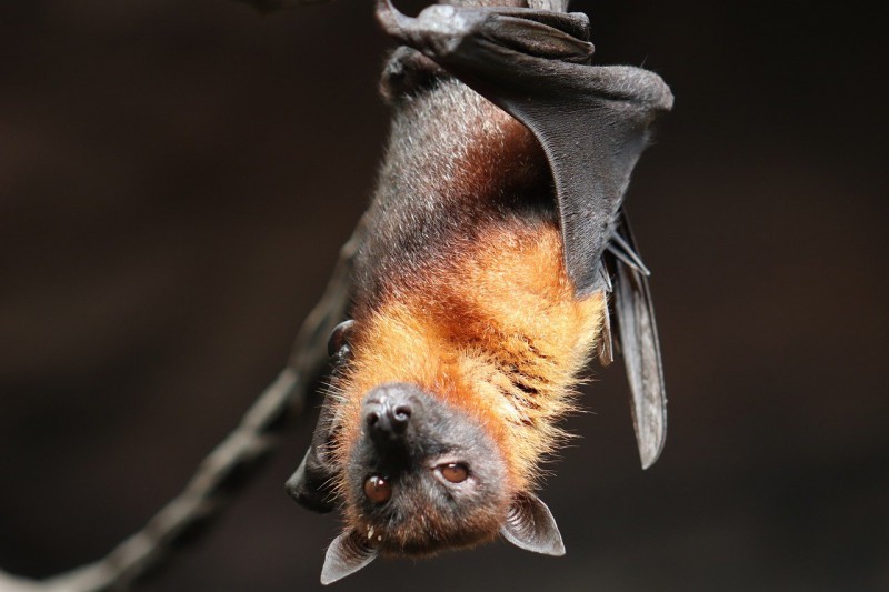 A bat hanging upside down