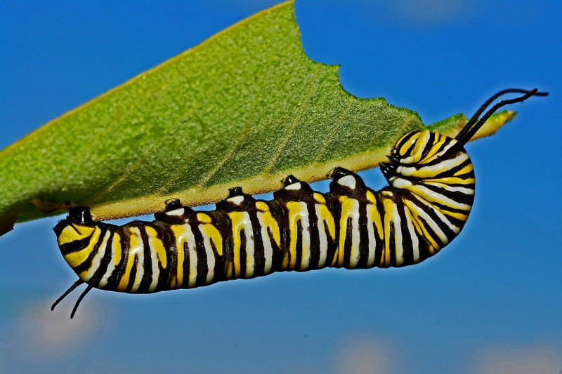 Caterpillar eating a leaf