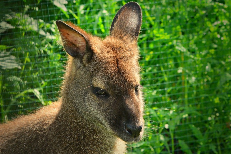 Wallaby in nature