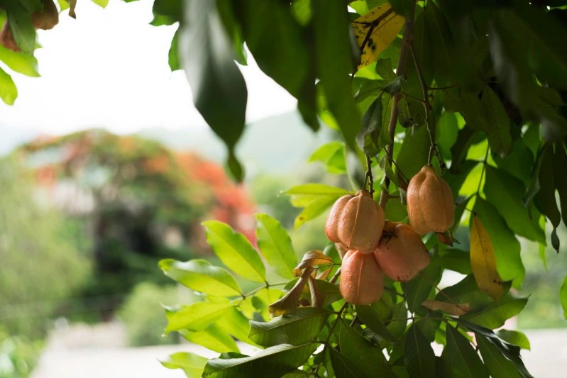 Ackee tree