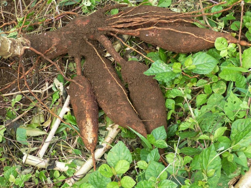 Harvested cassava root