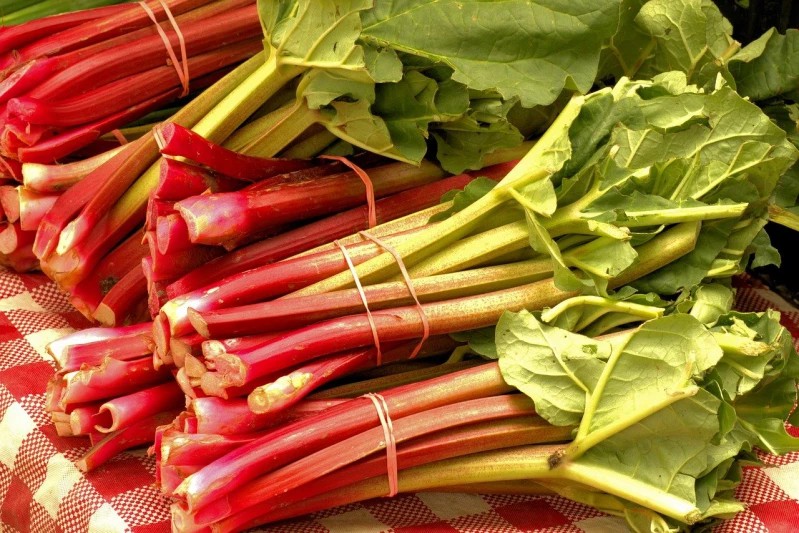 Fresh rhubarb