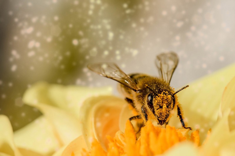 A bee on the flower