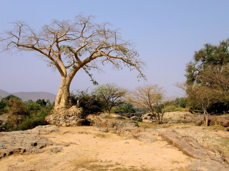 Namibian bottle tree.