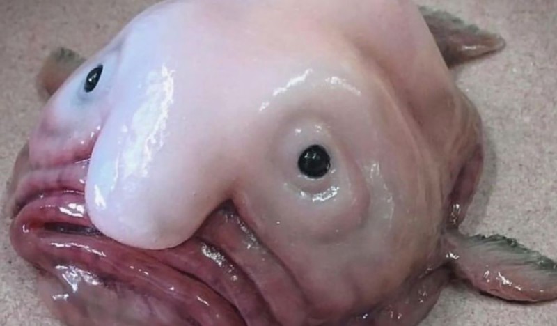 Blobfish