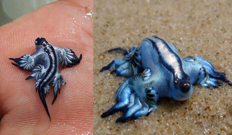 Glaucus Atlanticus or Blue Dragon