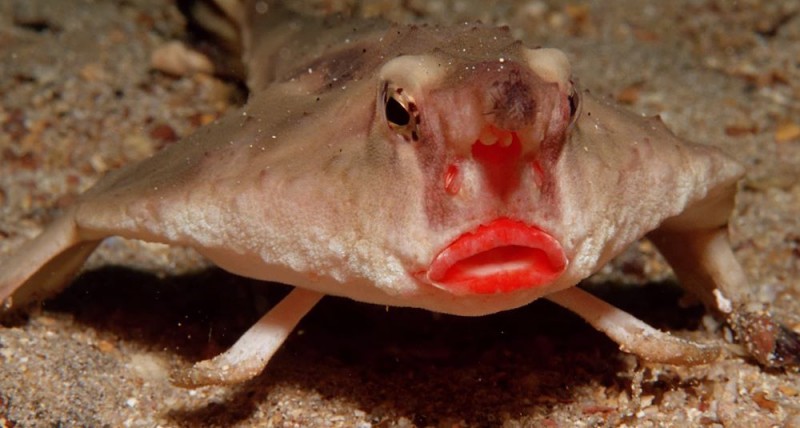 Red-lipped Batfish