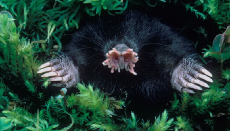 Condylura cristata - the star-nosed mole