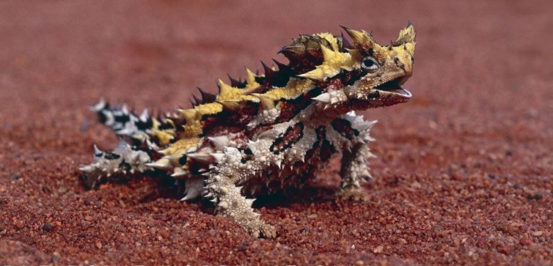 Thorny Devil lizard