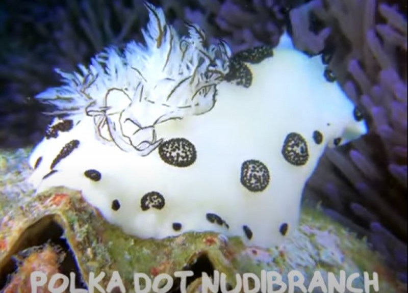 Polka Dot Nudibranch