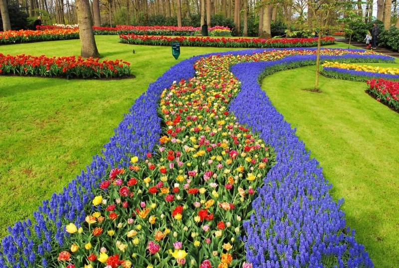 A field of tulips in Keukenhof, The Netherlands