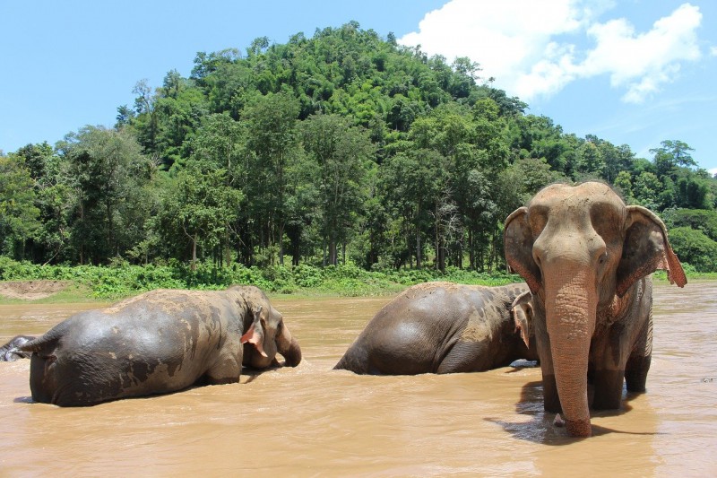 Elephants playing in water on a sunny day