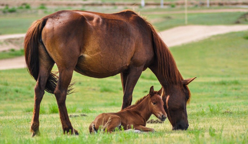 A horse and its foal