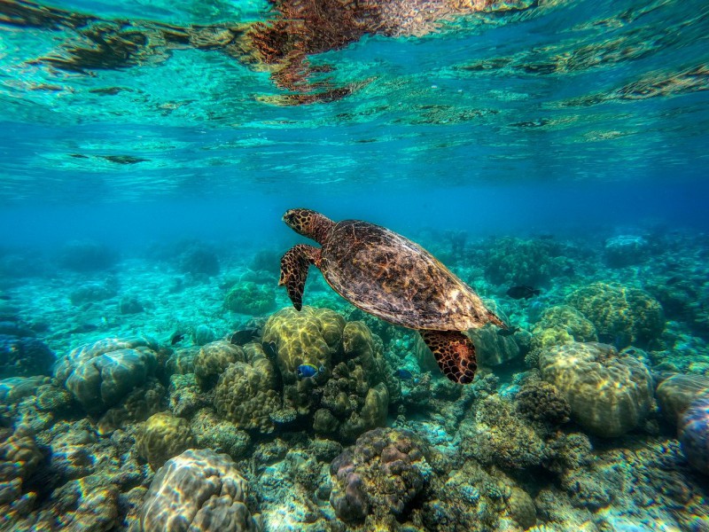 Turtle swimming among the coral reef at the Maldives