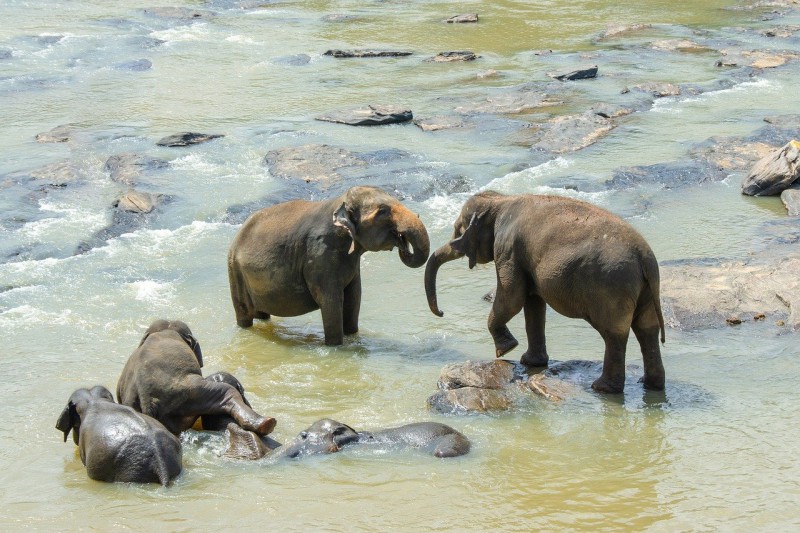 Elephants playing in the water, Sri Lanka