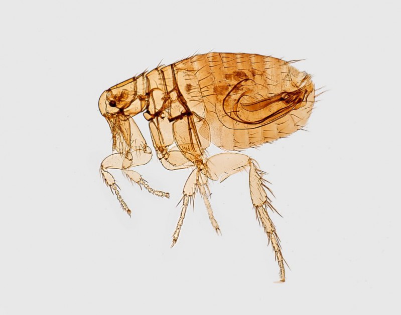 Left lateral view of a male Oriental Rat Flea