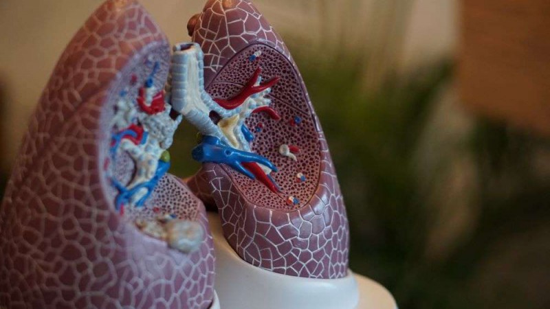 A model of human lungs