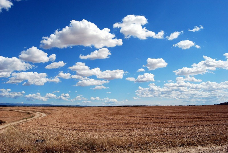 Sunny field