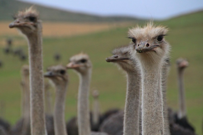 A herd of Ostriches
