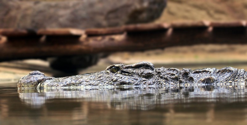 A crocodile in a water