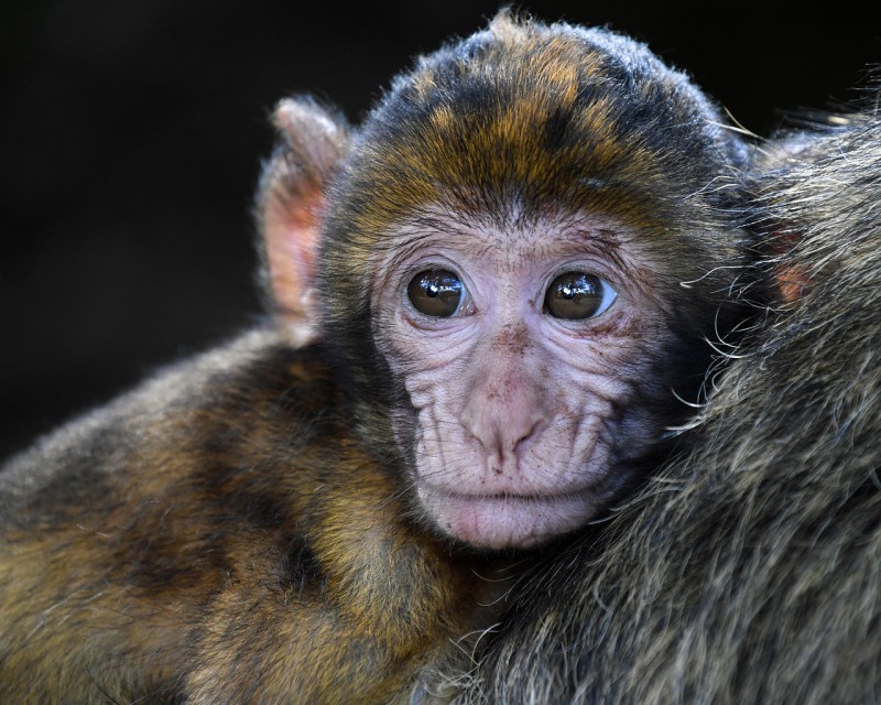 Baby monkey on his mama