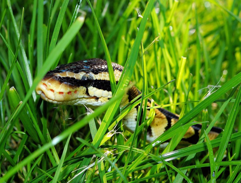 A snake in the grass