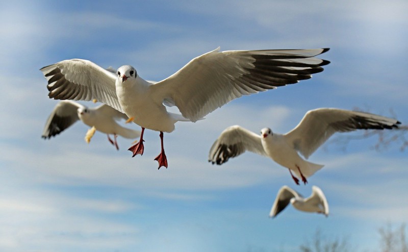 A flock of seagulls flying