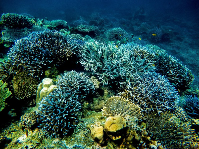 Sea life in Mu Ko Surin National Park, Thailand