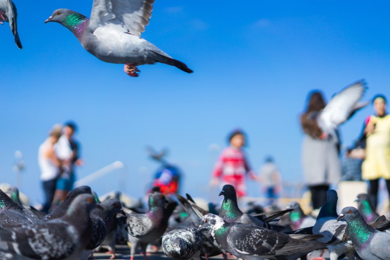 Pigeons in a city street