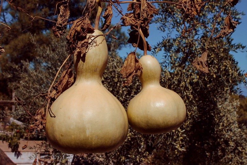 Two calabash gourd to make murisk